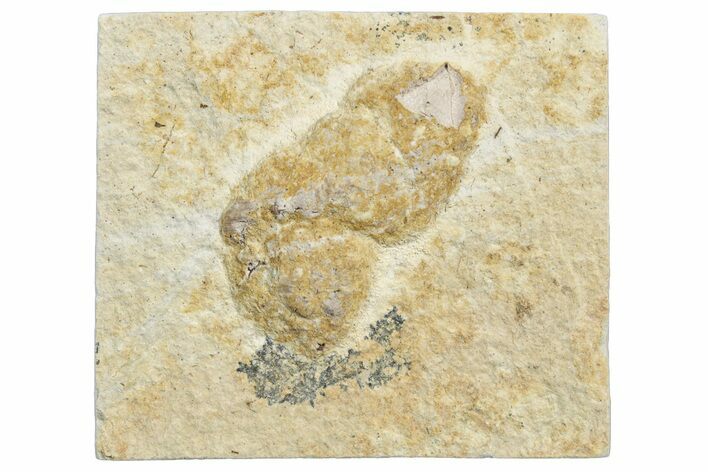 Fossil Reptile Coprolite (Fossil Poop) - Green River Formation #307170